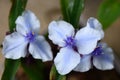 Spiderwort Tradescantia Merlot Clusters three-petalled blue-flushed white flowers